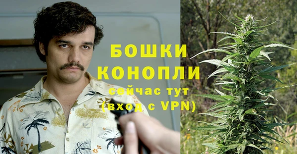 сатива Бородино